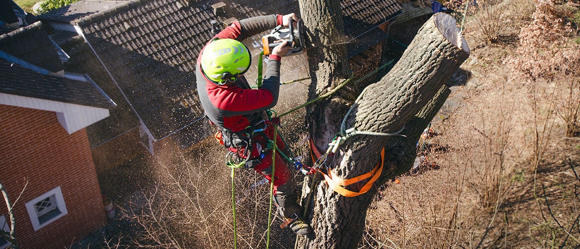 Health and Safety Risks of Cutting Trees