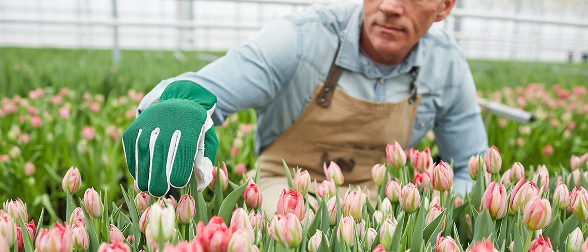 Nursery worker caring for tulips, wearing gloves and other protective clothing